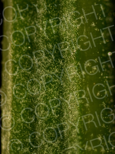 Lavandula angustifolia (Echte Lavendel)