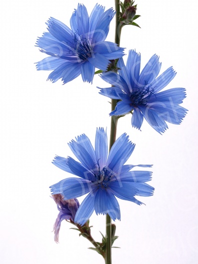 Cichorium intybus (Gewöhnliche Wegwarte)