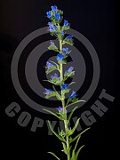 Echium vulgare (Gewöhnliche Natternkopf)