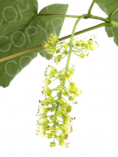 Acer pseudoplatanus (Berg Ahorn) Acer pseudoplatanus (Berg Ahorn)