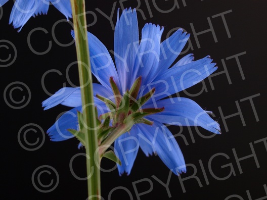 Cichorium intybus (Gewöhnliche Wegwarte)