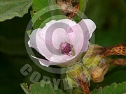 Althaea officinalis (Echte Eibisch)