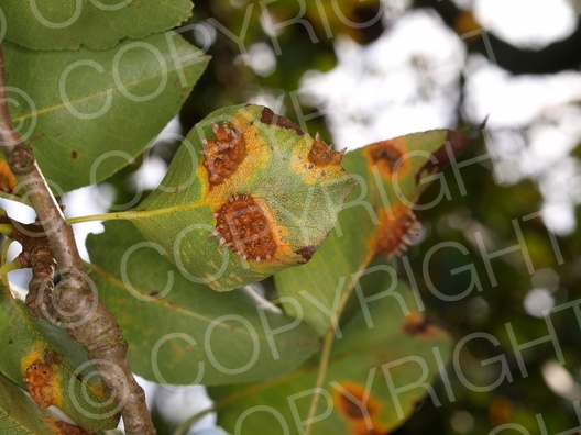 Gymnosporangium fuscum (Birnengitterrost)