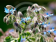 Borago officinalis (Borretsch)