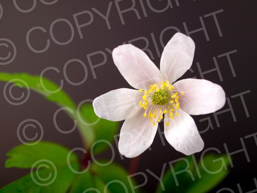 Anemone nemorosa (Buschwindröschen)
