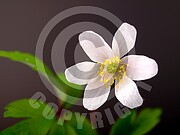 Anemone nemorosa (Buschwindröschen)