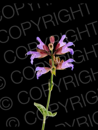 Salvia officinalis (Echte Salbei)