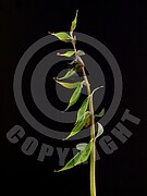 Corydalis cava (Hohle Lerchensporn)