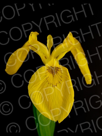 Iris pseudacorus (Sumpf-Schwertlilie)