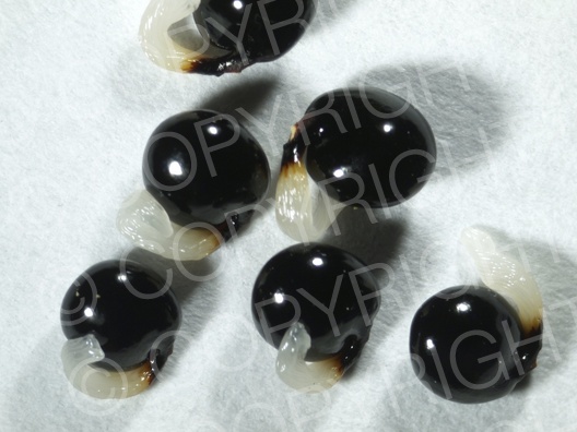 Corydalis cava (Hohle Lerchensporn)