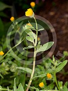 Calendula officinalis (Ringelblume)