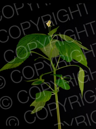 Impatiens parviflora (Kleine Springkraut)