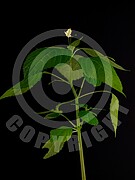 Impatiens parviflora (Kleine Springkraut)