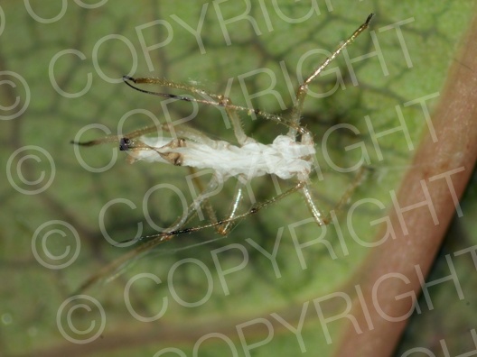 Aphis fabae (Schwarze Bohnenlaus)