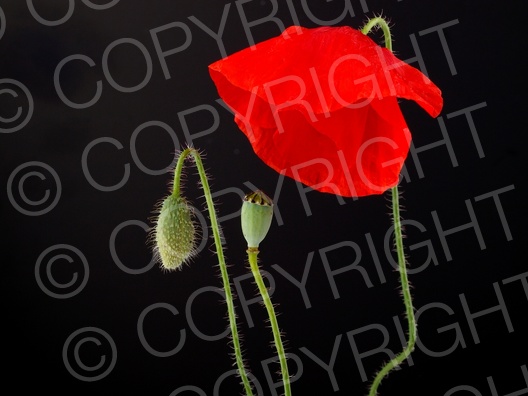 Papaver rhoeas (Klatschmohn)