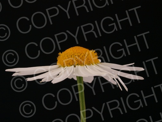 Matricaria recutita (Echte Kamille)