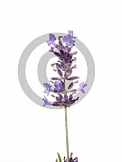 Lavandula angustifolia (Echte Lavendel)