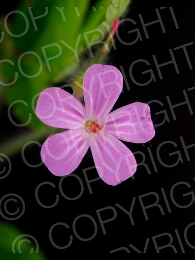 Geranium robertianum (Ruprechtskraut)