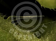 Urtica dioica (Große Brennnessel)