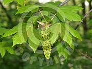 Acer pseudoplatanus (Berg Ahorn)