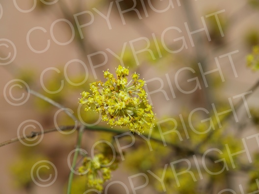 Cornus mas (Kornelkirsche)