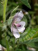 Althaea officinalis (Echte Eibisch)
