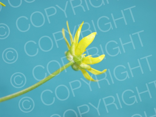 Ficaria verna (Scharbockskraut)