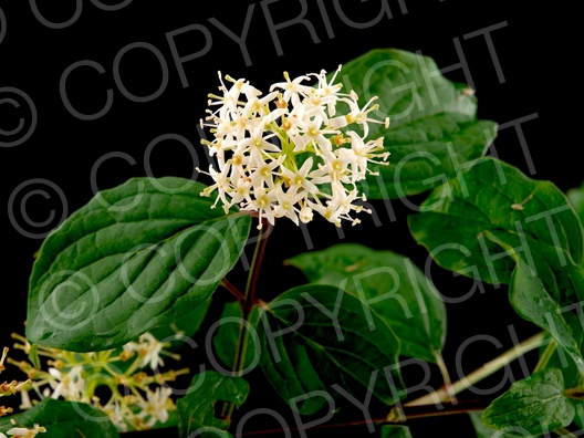 Cornus sanguinea (Rote Hartriegel)