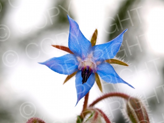 Borago officinalis (Borretsch)