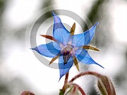 Borago officinalis (Borretsch)