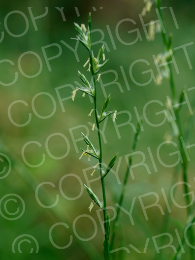 Lolium perenne (Deutsche Weidelgras)