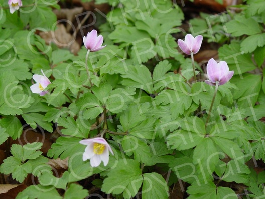 Anemone nemorosa (Buschwindröschen)