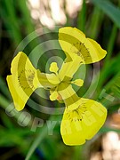 Iris pseudacorus (Sumpf-Schwertlilie)