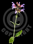 Salvia officinalis (Echte Salbei)