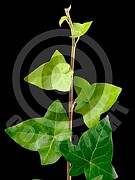 Hedera helix (Gemeiner Efeu)