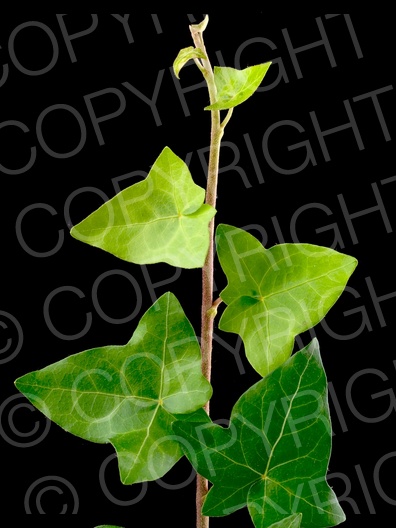 Hedera helix (Gemeiner Efeu) Hedera helix (Gemeiner Efeu)