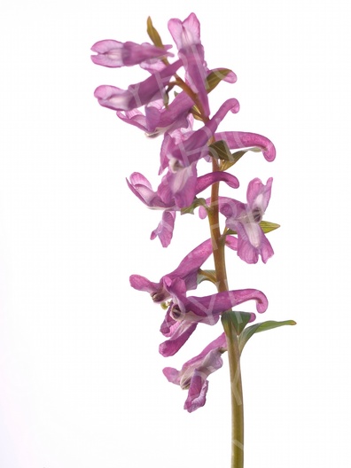 Corydalis cava (Hohle Lerchensporn)