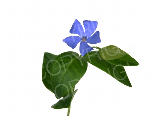 Vinca minor (Kleine Immergrün)