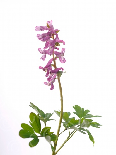Corydalis cava (Hohle Lerchensporn)
