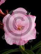 Nerium oleander (Oleander)