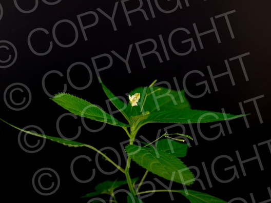 Impatiens parviflora (Kleine Springkraut)