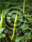 Arum maculatum (Gefleckter Aronstab)