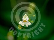 Impatiens parviflora (Kleine Springkraut)