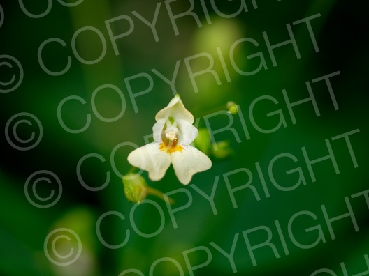 Impatiens parviflora (Kleine Springkraut)