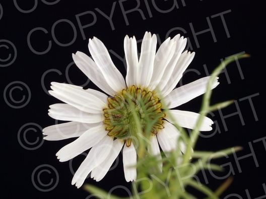 Matricaria recutita (Echte Kamille)