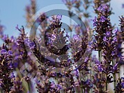 Lavandula angustifolia (Echte Lavendel)