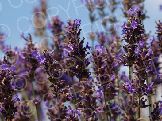 Lavandula angustifolia (Echte Lavendel)