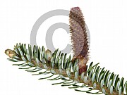 Abies alba (Weiß Tanne)