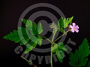 Geranium robertianum (Ruprechtskraut)