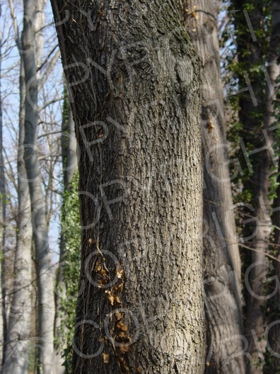 Acer campestre (Feld Ahorn)